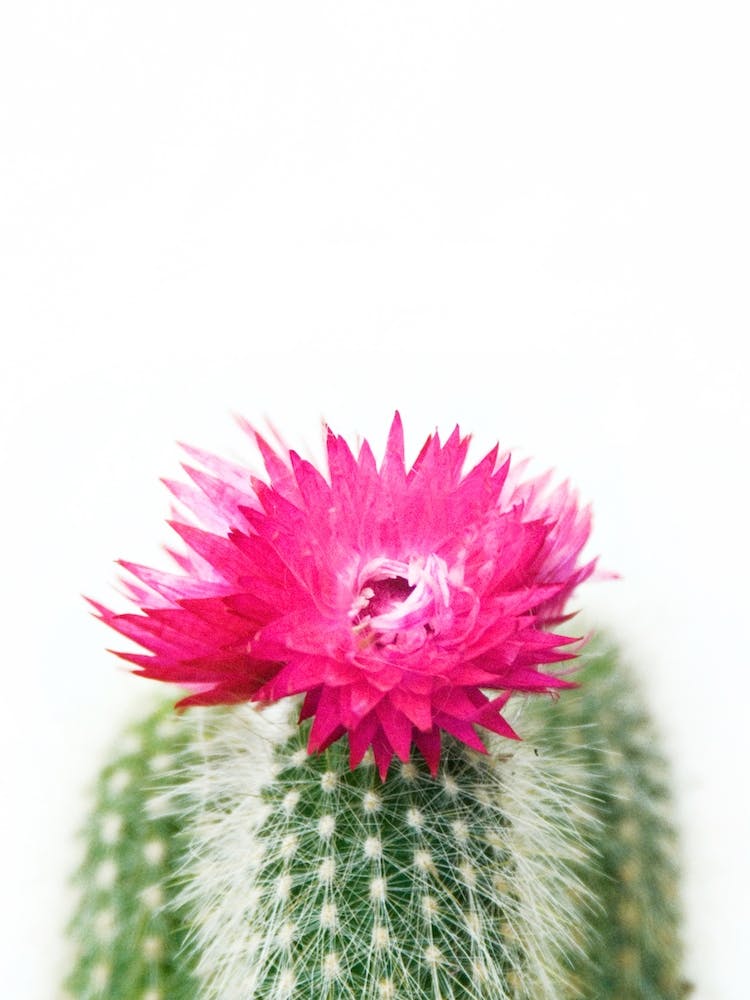 Pink Flowering Cactus
