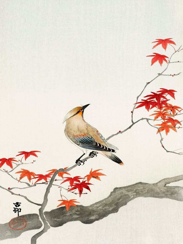 Japanese Plague Bird On Maple (1900 1936), Ohara Koson