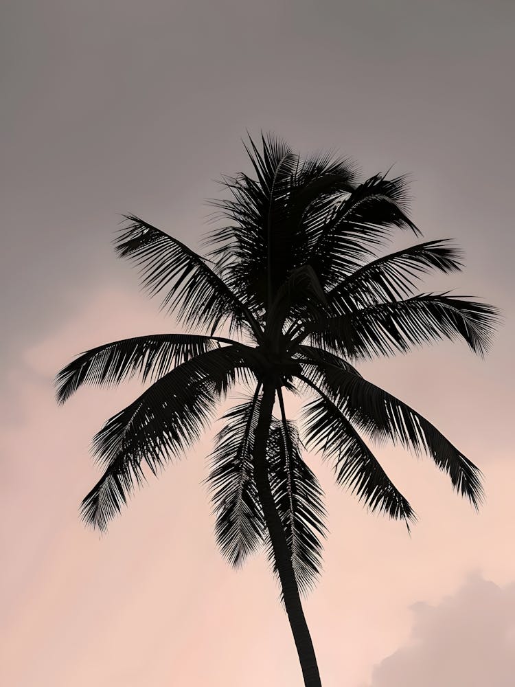 Silhouette Of Palm Tree