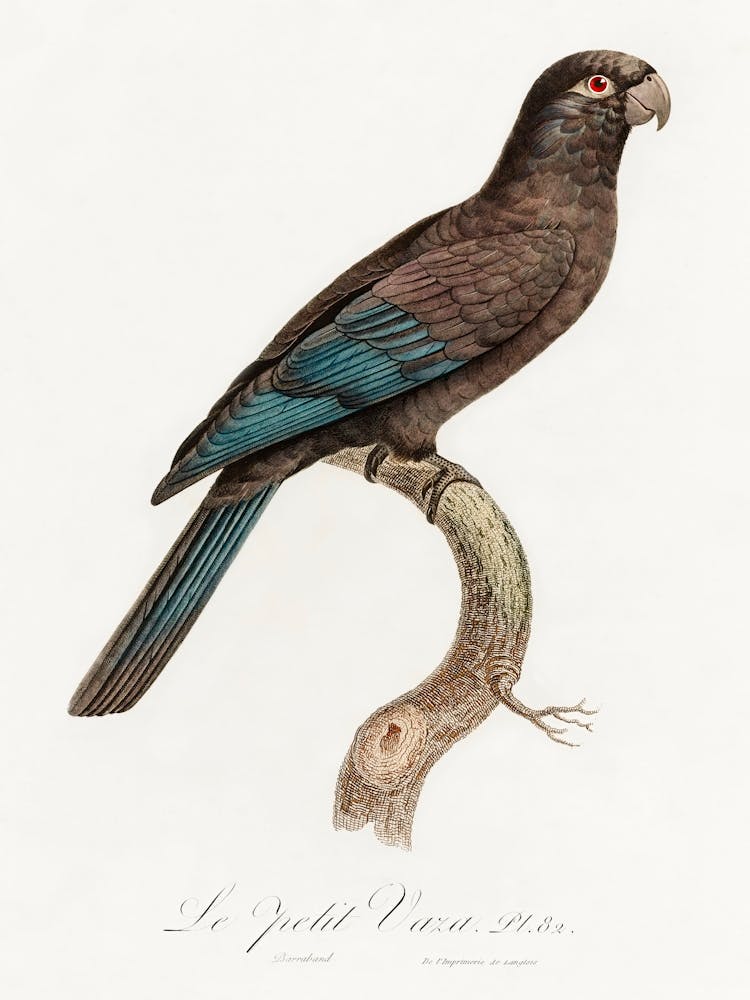 Black Parrot (Coracopsis Nigra) From Natural History Of Parrots, Francois Levaillant