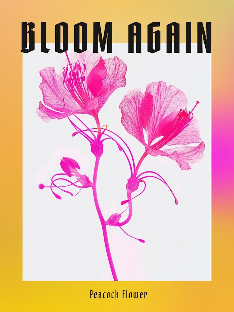 Hot Pink Peacock Flower 1 Poster