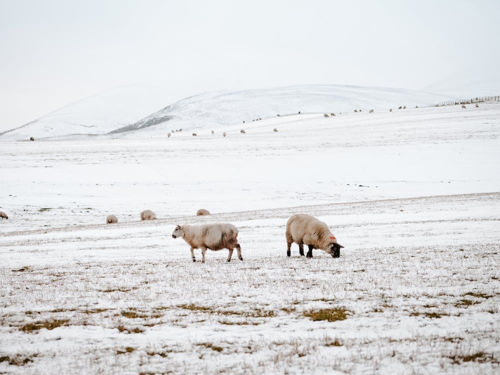 Snowy Sheep Landscape