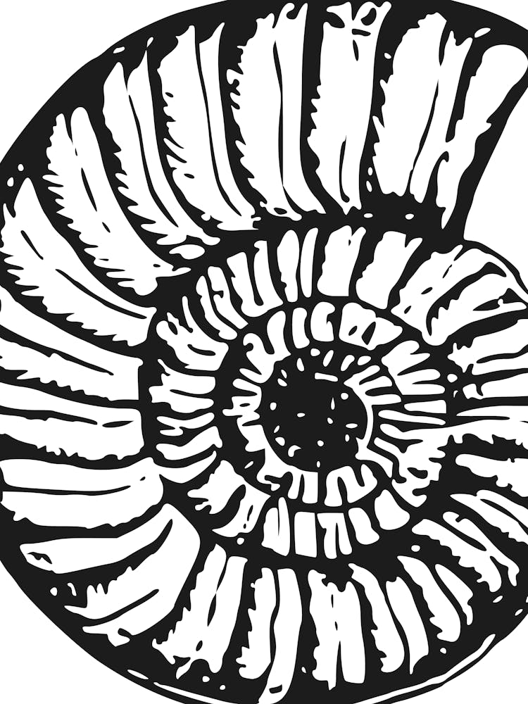 Ammonitenschale 2