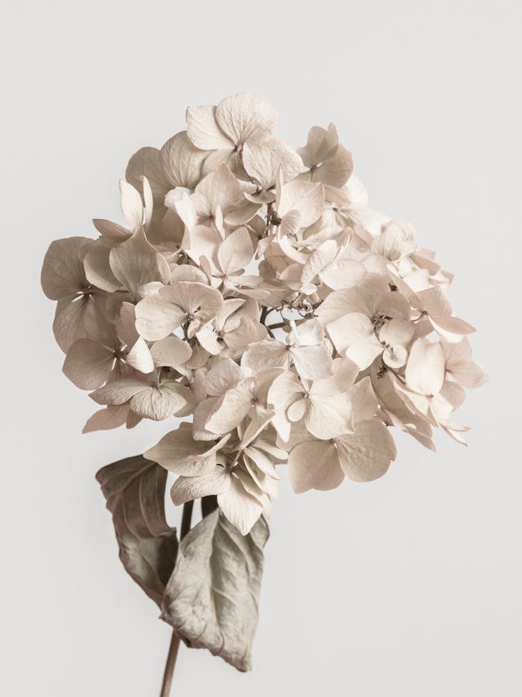 bright Flower Bloom_2114227