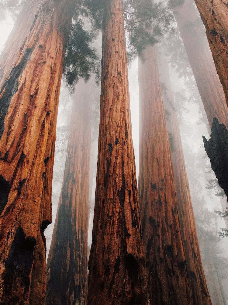 Redwood Forest Trees