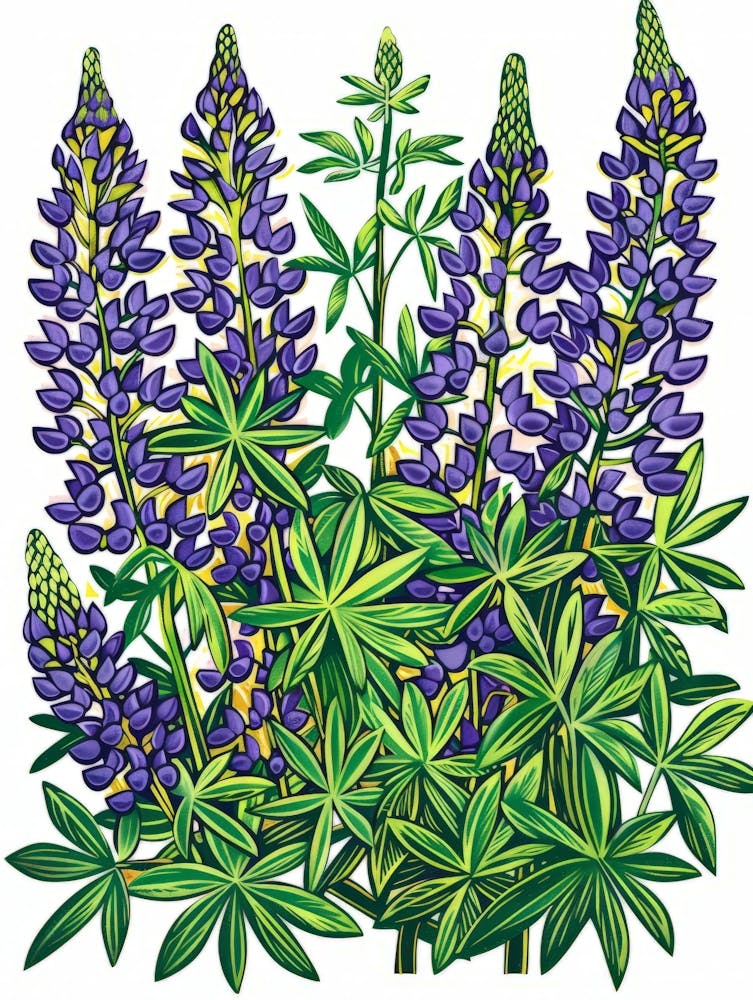 Lupine 4