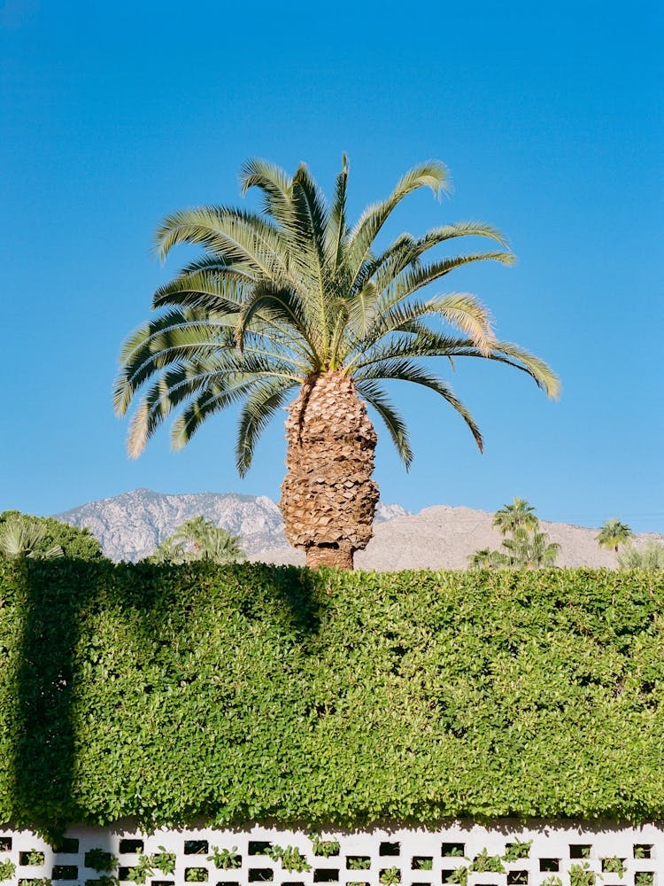Palm Springs Palm on Film