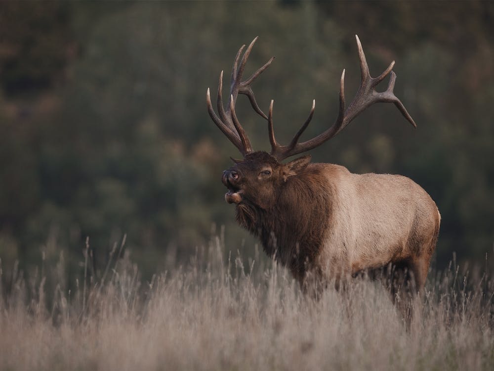 Wapiti mâle du Colorado