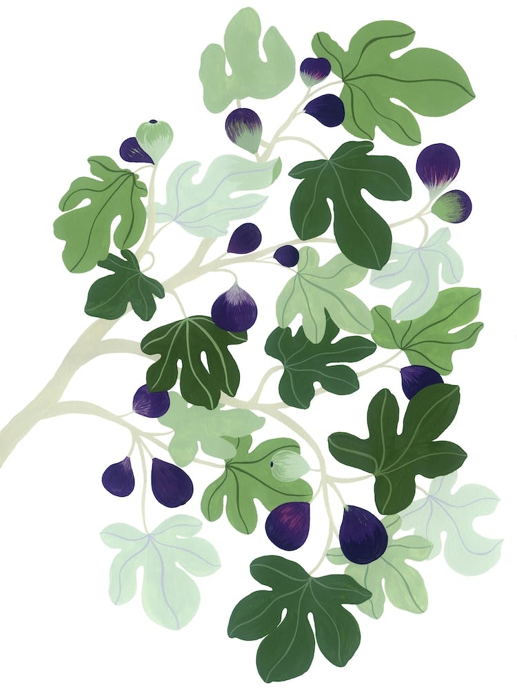 Mediterranean Plant Fig Tree Botanical Painting