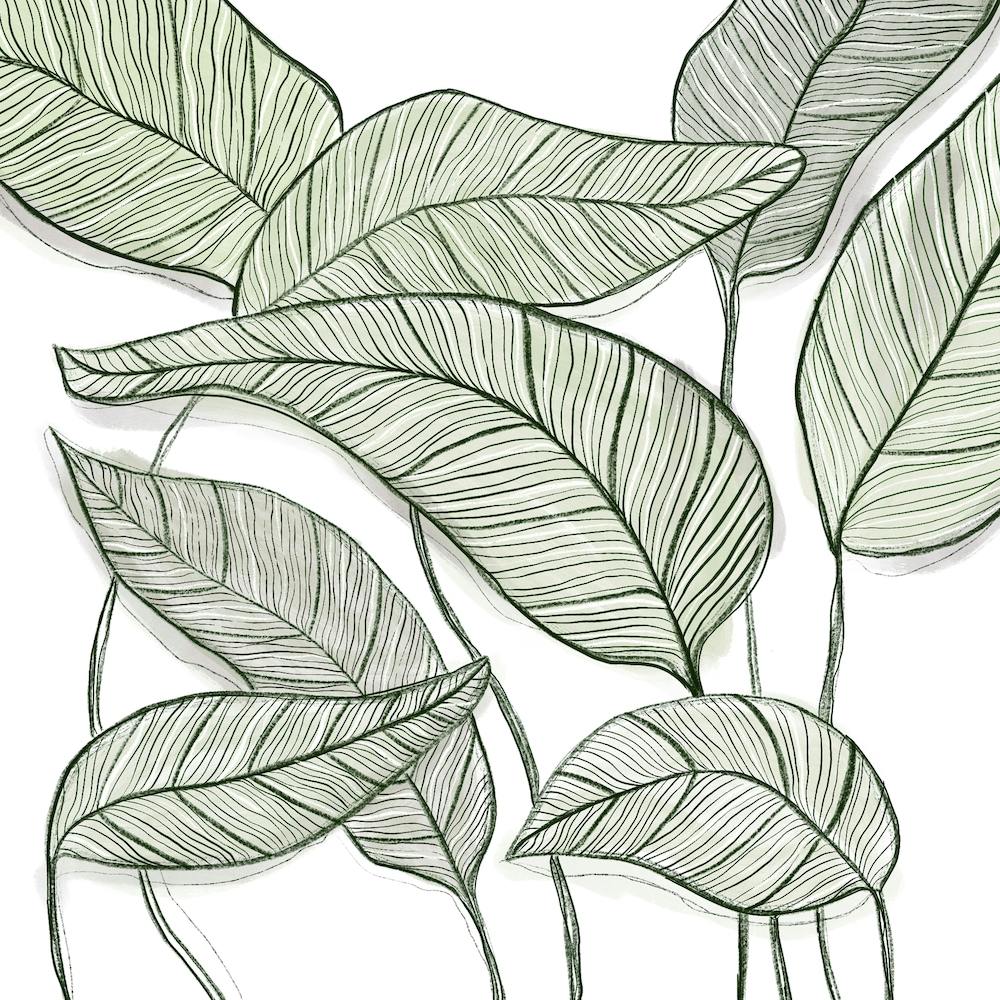 Calathea Square Line