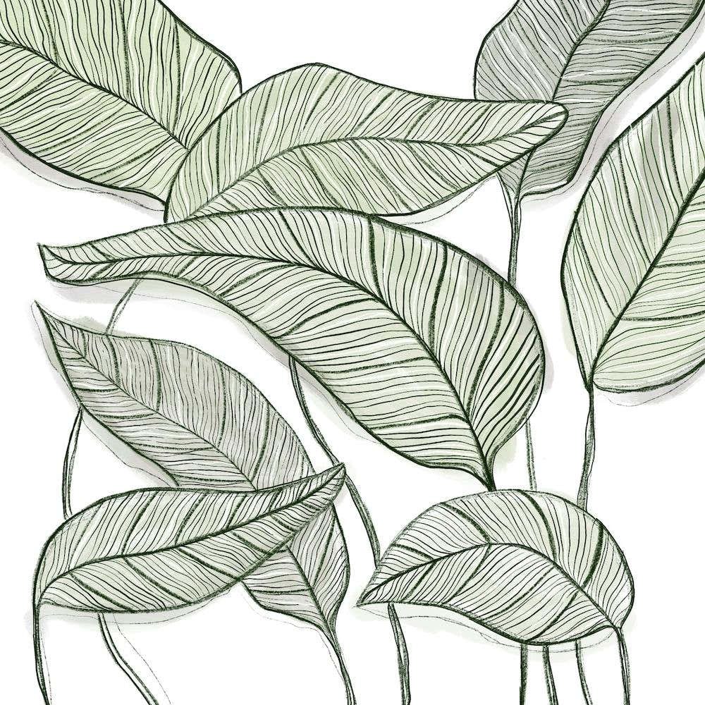 Calathea Square Line