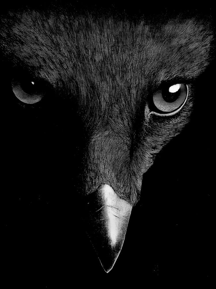 Black Crow
