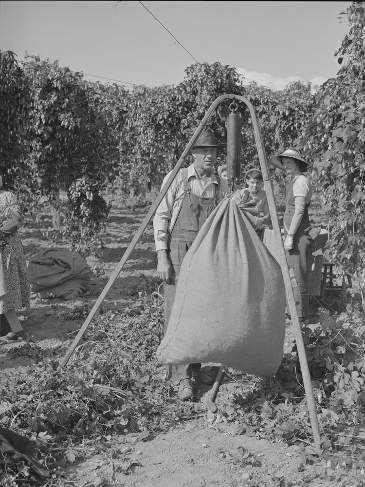 Weighing In Sacks Of Hops, Yakima County, Washington By Russell Lee