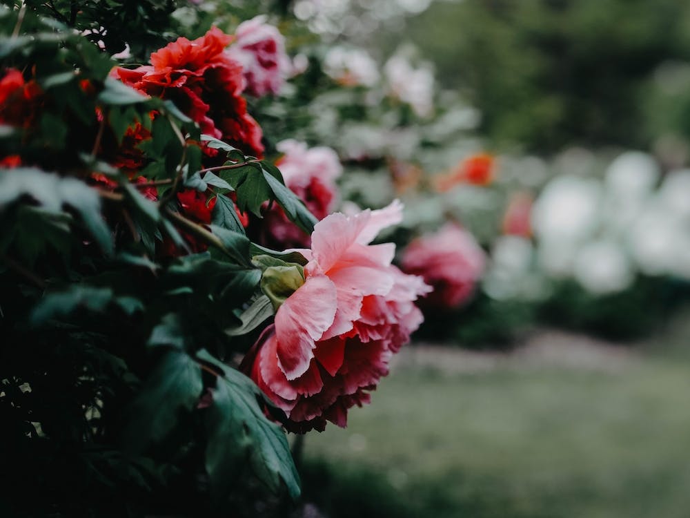 Peony