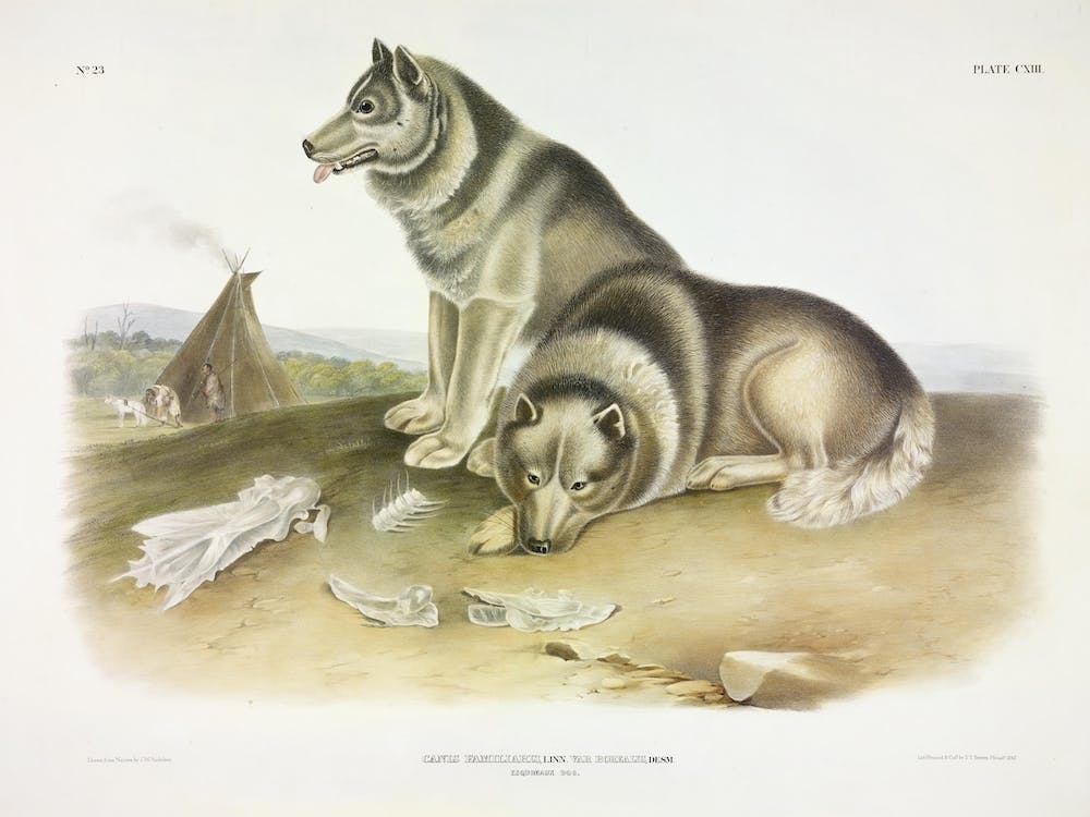 Esquimaux Dog, John James Audubon