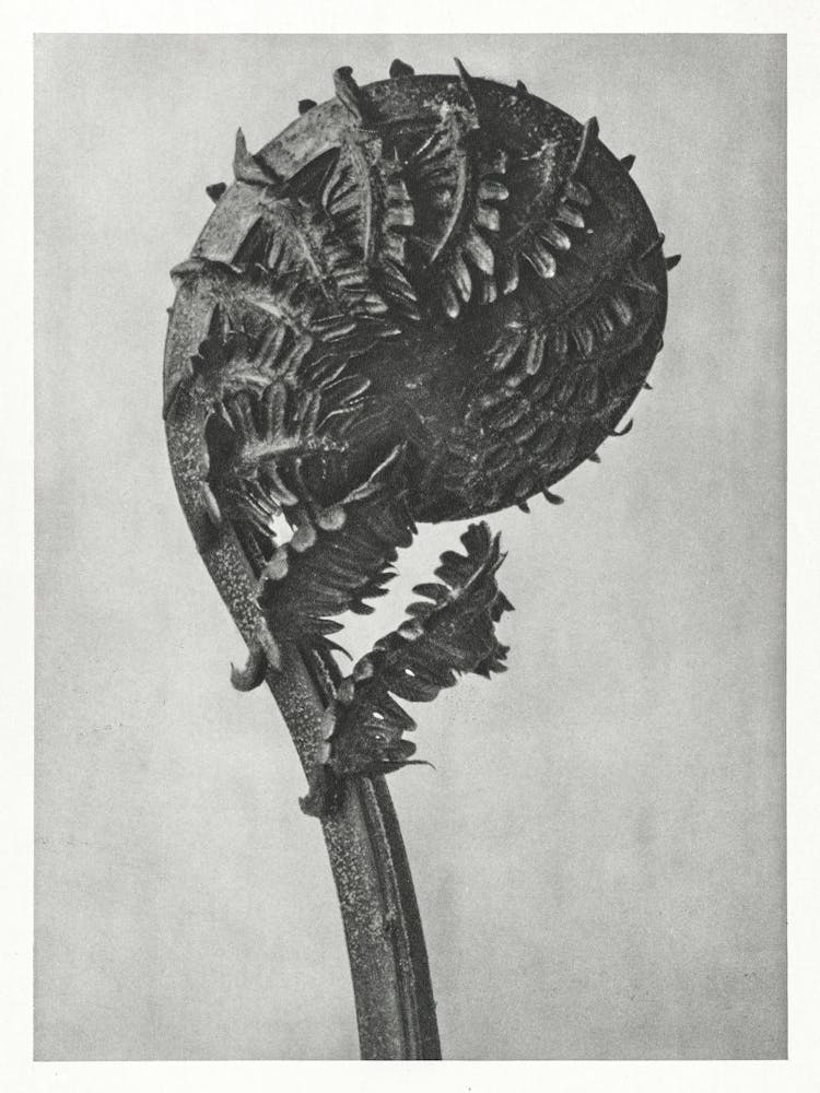 German Ostrich Fern Frond (1928) , Karl Blossfeldt
