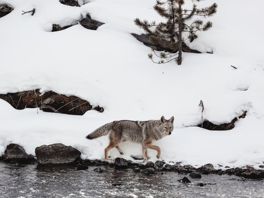 Snowy Creekside Coyote