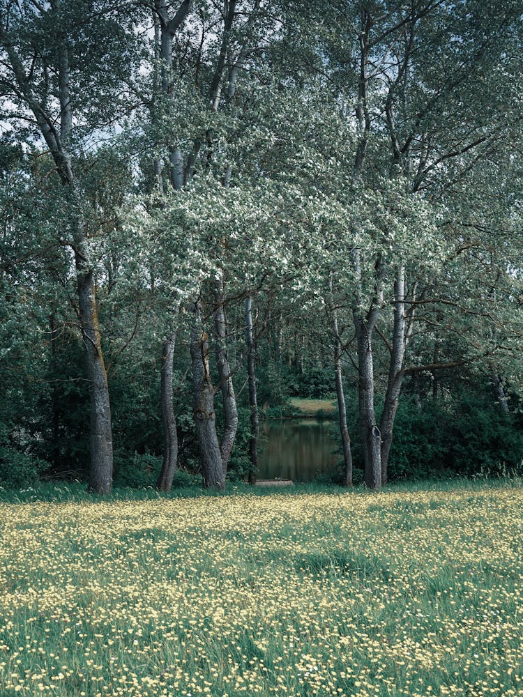 Gelbe Blumen auf einem Feld