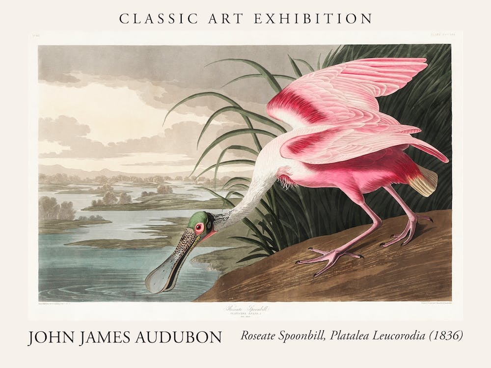 Roseate Spoonbill, Platalea Leucorodia, From  The Birds Of America , 1836 By John James Audubon Poster