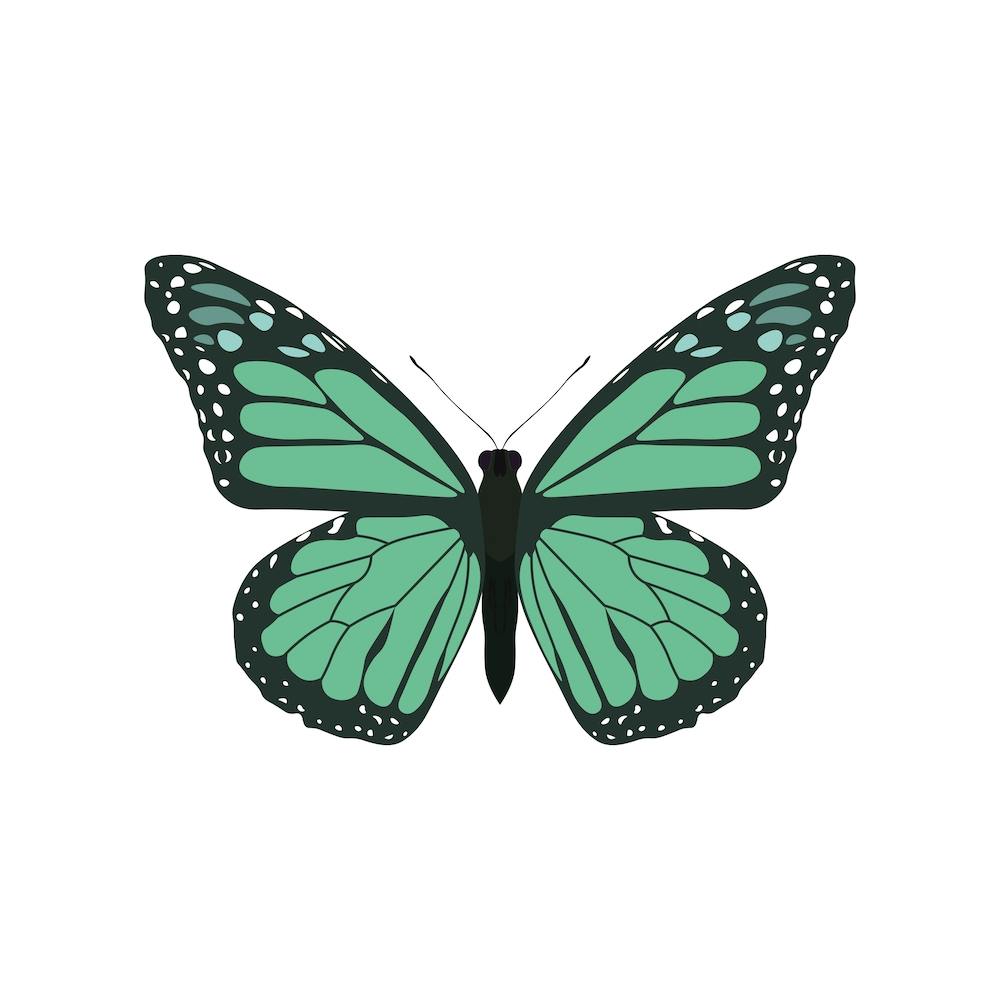 Blauer Monarchfalter Quadrat