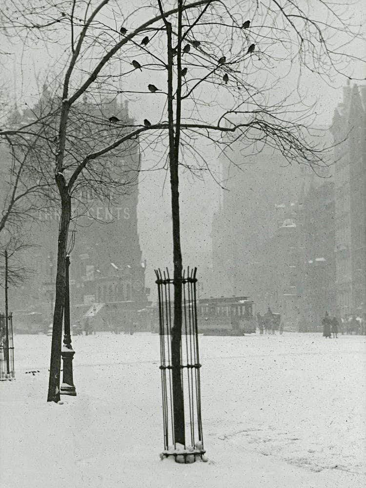 Tree In Snow, New York City (1900–1902), Alfred Stieglitz