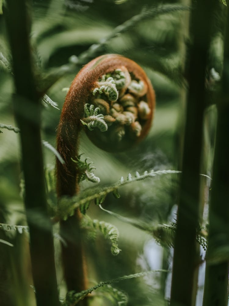 Fern Spiral