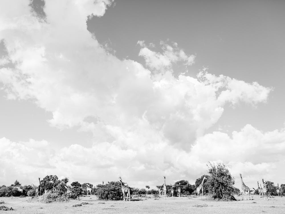 Kenya B&W