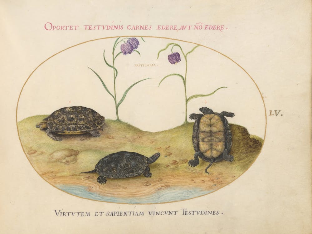 Animalia Qvadrvpedia Et Reptilia, Joris Hoefnagel(2)