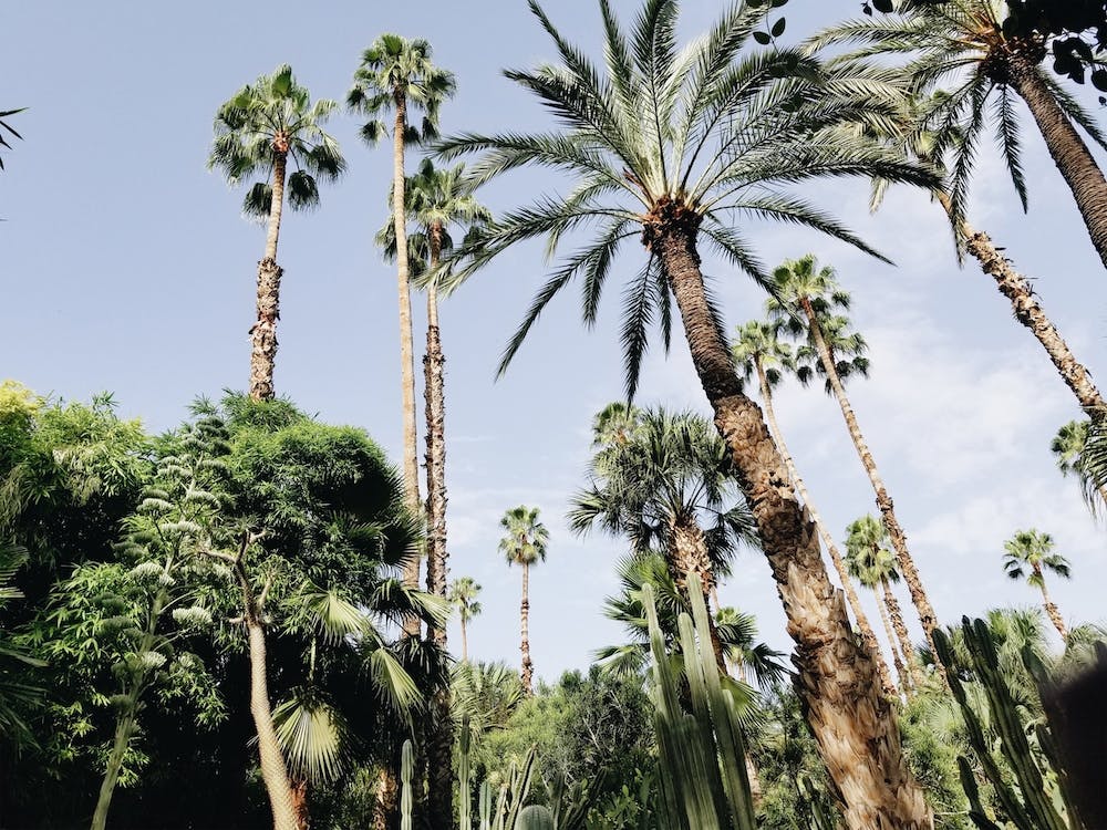 Group Of Palms