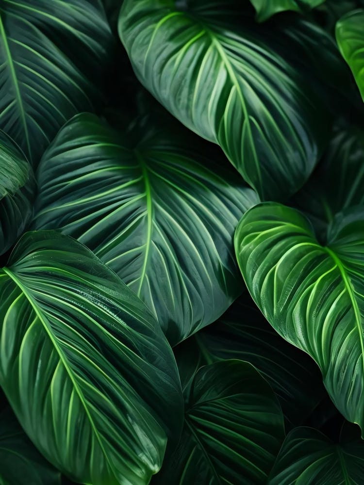 Tropical Leaves Background 4