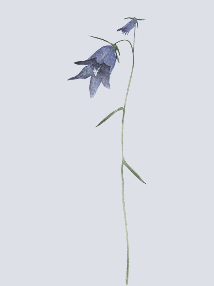 Bluebells