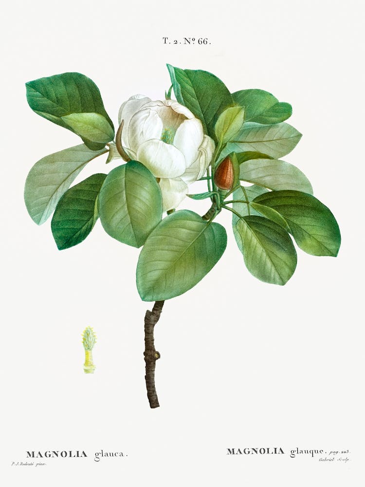 Magnolia, Pierre Joseph Redoute