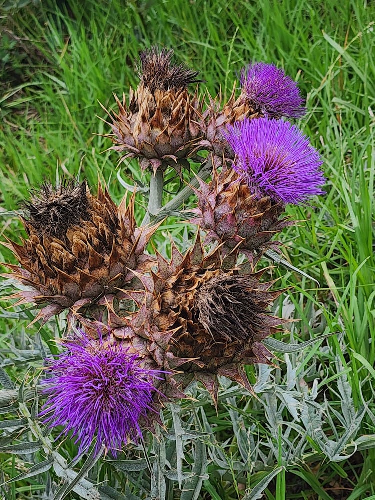 Thistle