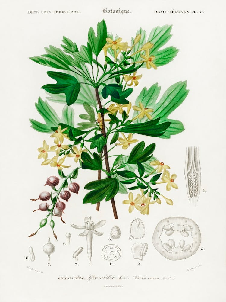 Ribes Aureum, Charles Dessalines D' Orbigny