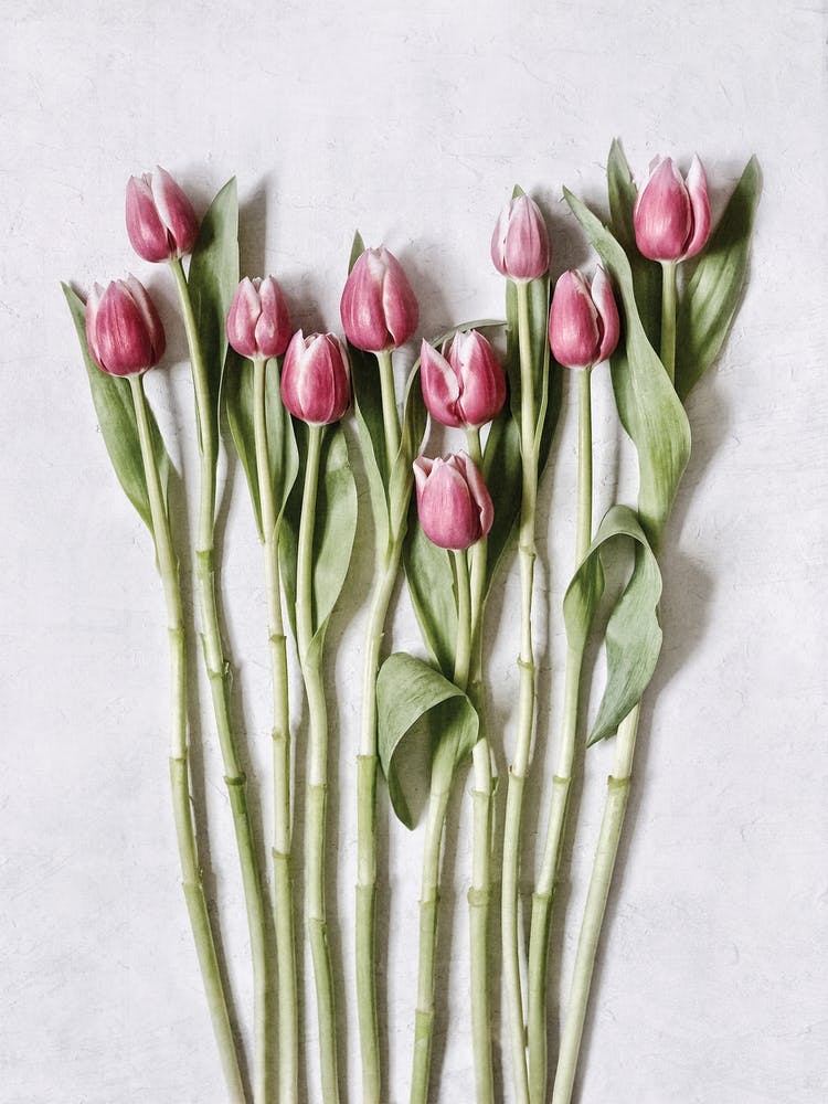 Pink Tulips Flatlay