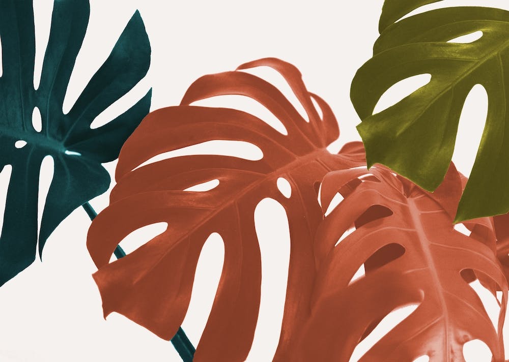 Botanical Close up Leaves