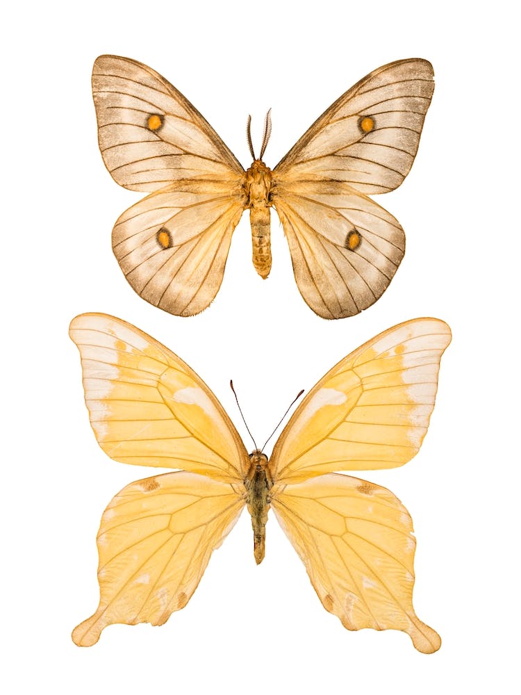 Two Light Yellow Butterflies