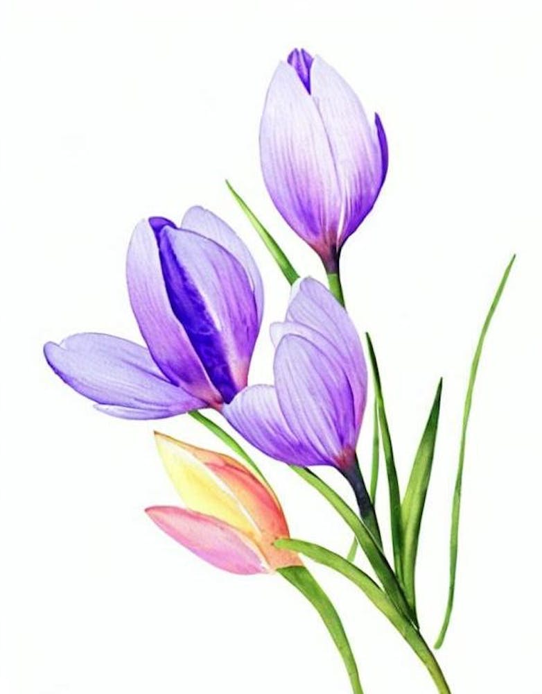 Crocus Watercolour Flower