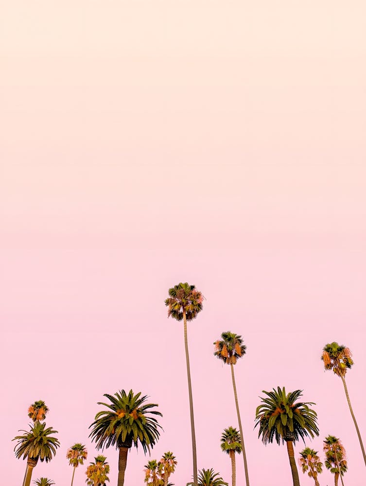 Palm Trees At Sunset