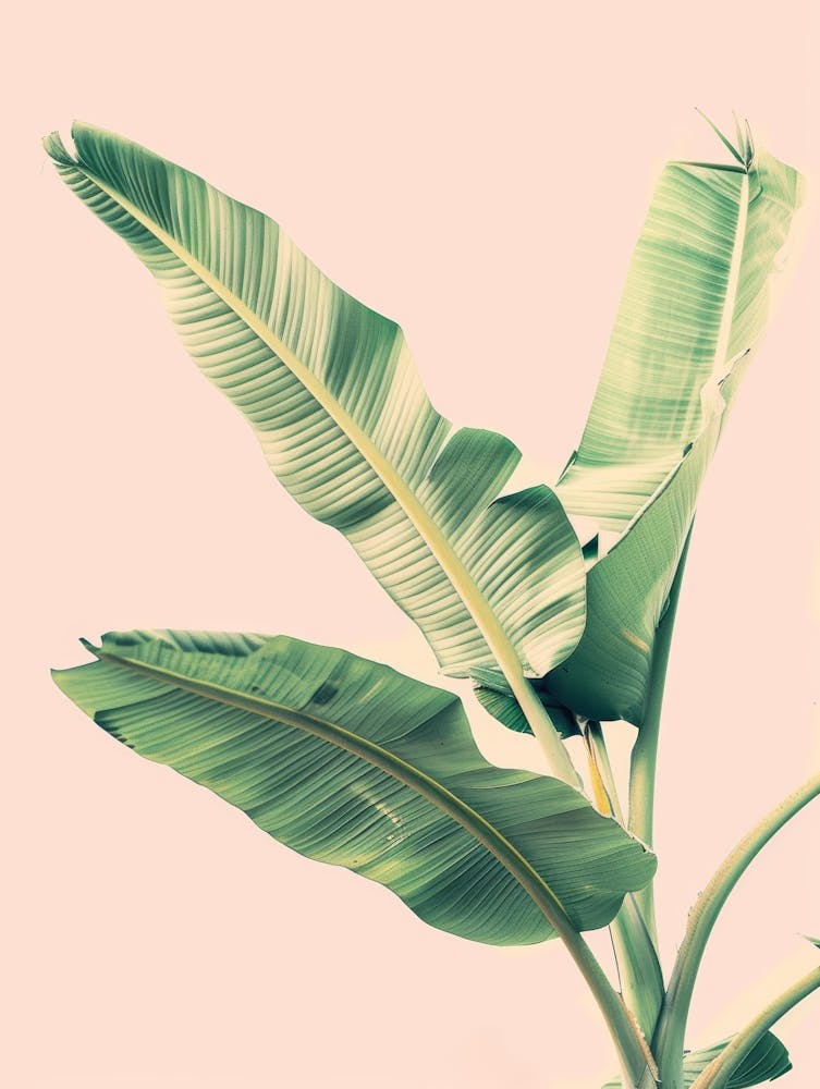 Banana Leaf 18