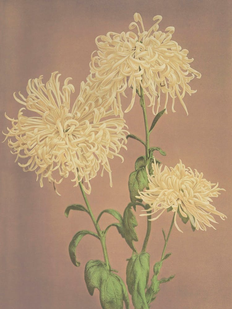 Beautiful Photomechanical Prints Of Three Yellow Chrysanthemums, Kazumasa Ogawa