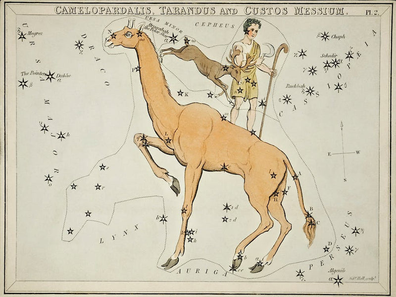 Sidney Hall’s (1831), Astronomical Chart Illustration Of The Camelopardalis, Tarandus And The Custos Messium