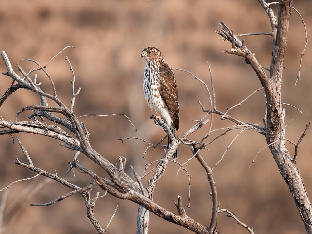 Small Hawk In Tree