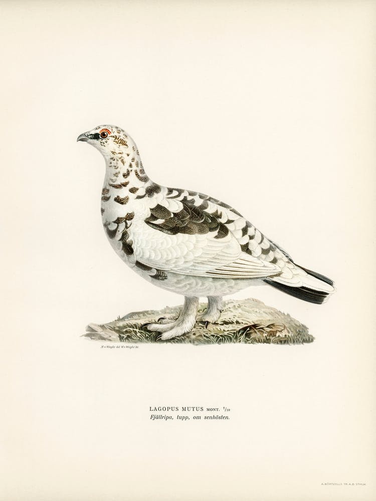 Rock Ptarmigan (Lagopus Mutus), The Von Wright Brothers
