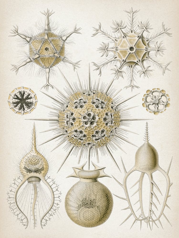 Vintage Haeckel 5 Tafel 1 Rohrstrahlinge