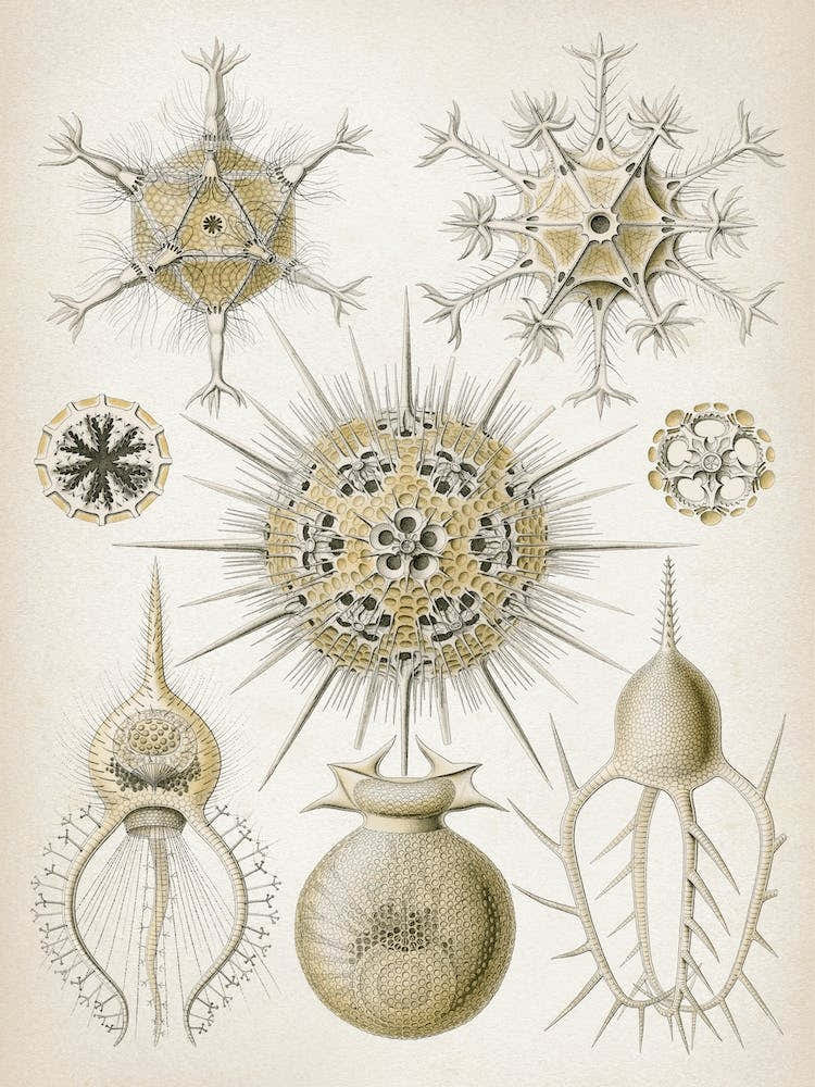 Vintage Haeckel 5 Tafel 1 Rohrstrahlinge