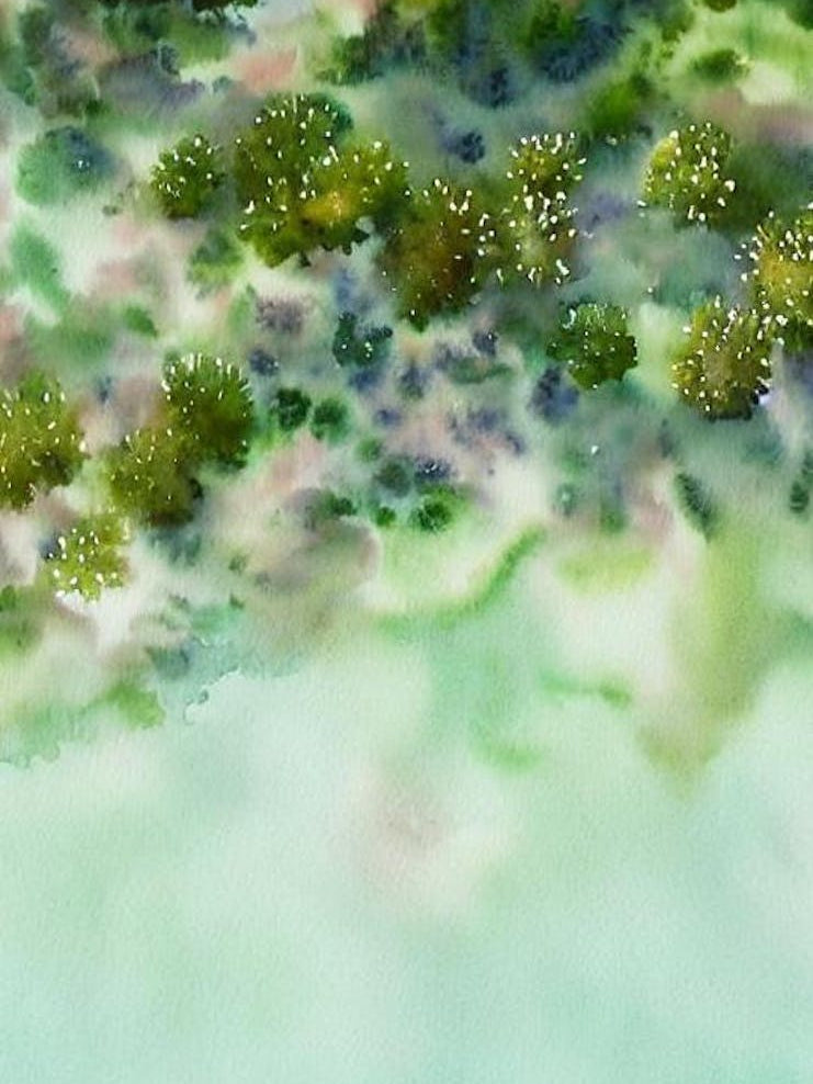 Acropora Clathrata Ii Storybook Watercolour