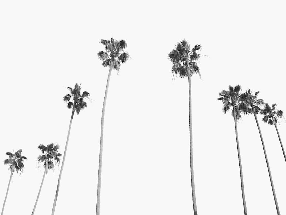 Palm Trees Vintage Landscape