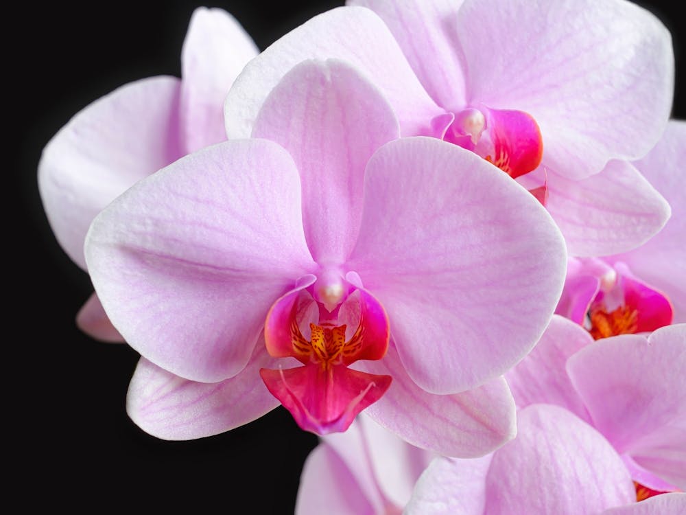 Blooming Orchid Flowers // Nature & Flower Photography