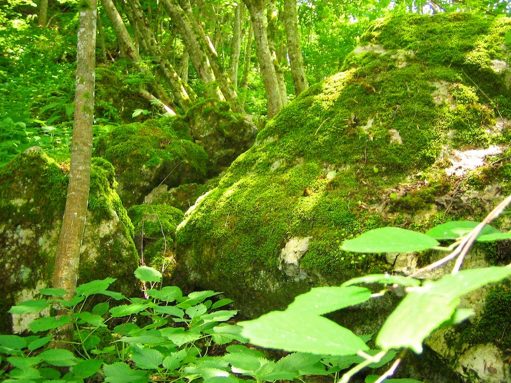 Moosige Felsen im Wald